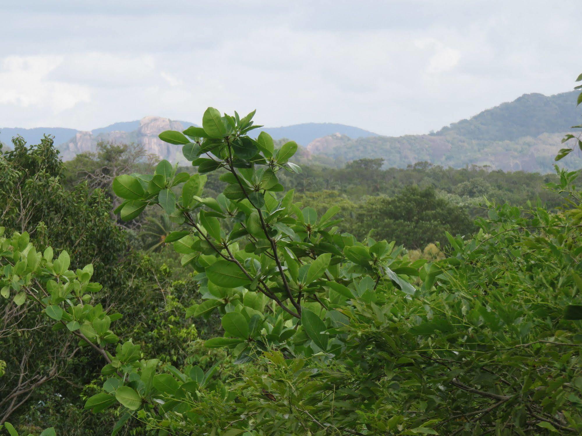 Nice Place Resort Dambulla Ngoại thất bức ảnh